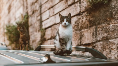 Cats on top of car